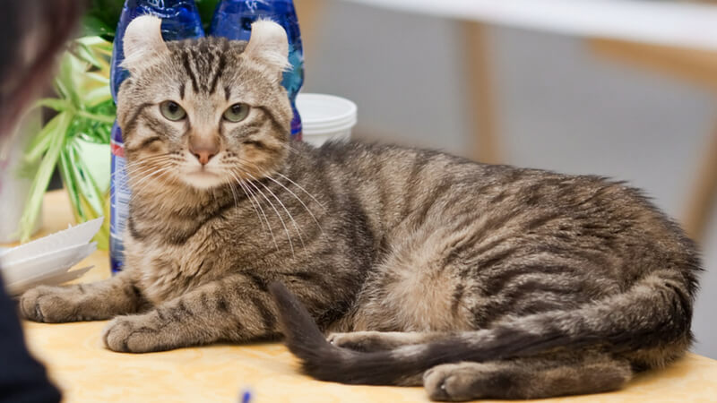 アメリカンカールの成猫(全身)