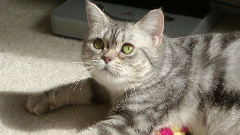 アメリカンショートヘアの成猫