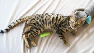 猫の種類 全44種の人気で有名な猫を写真付きで一覧にまとめ 猫リッチ