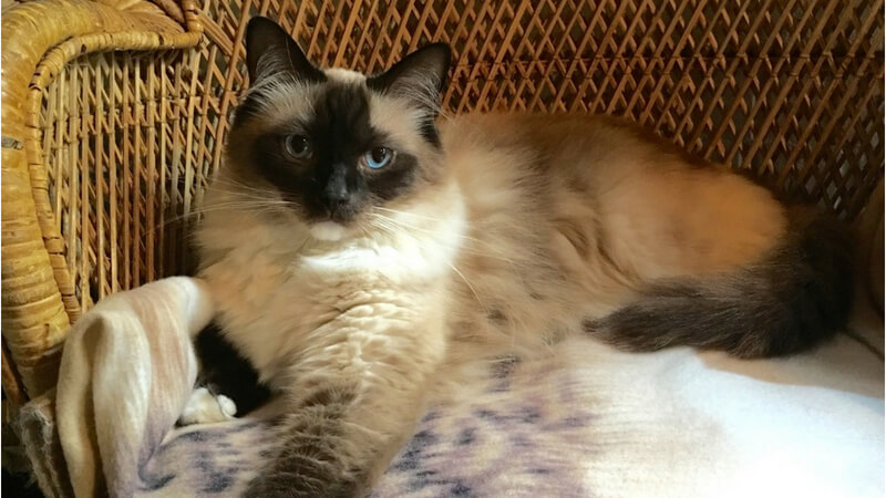 ヒマラヤンの成猫(全身)