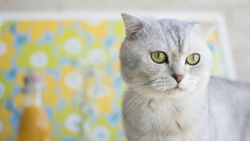 スコティッシュフォールドの成猫