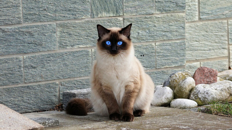 シャムの成猫(全身)