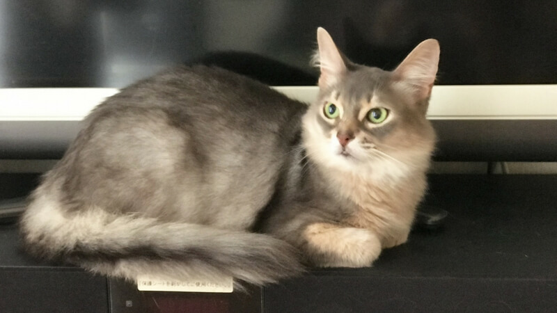 ソマリの成猫(全身)