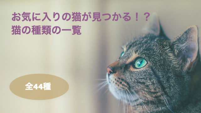 全44種 猫の種類の一覧