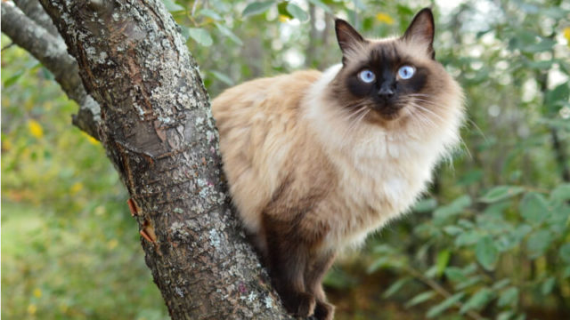 木の上にいるバリニーズの成猫