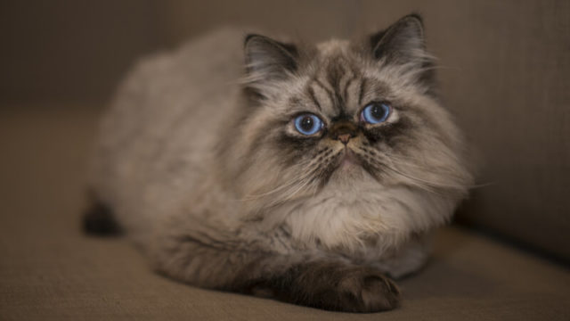 青い目でこっちを見ているヒマラヤンの成猫