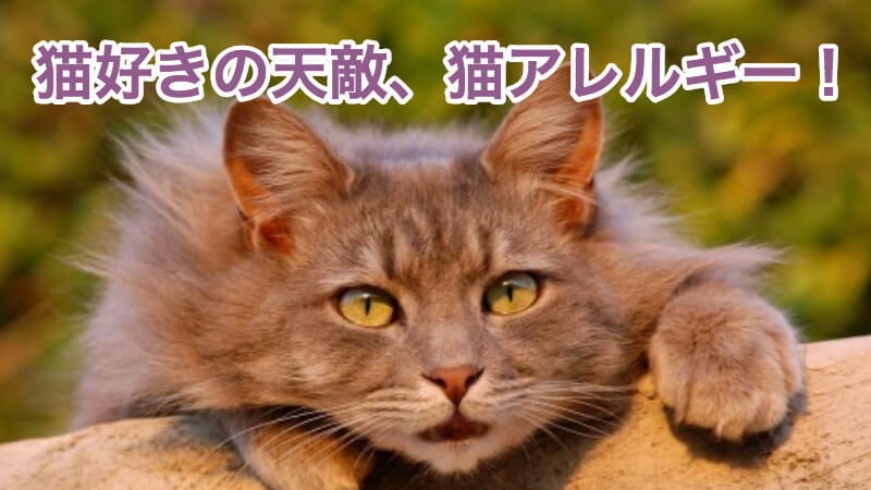 治る 猫 アレルギー