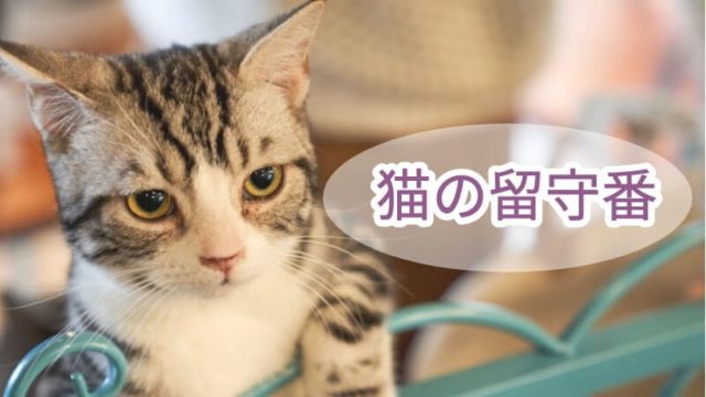 猫の名前の決め方 付け方で考慮すべき4つの観点 猫リッチ